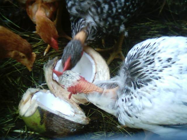 Alimentação Aves