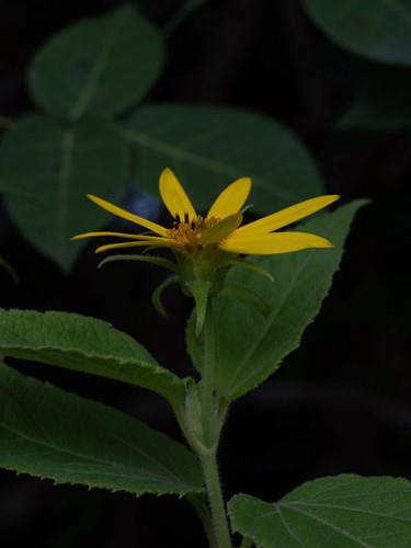 Tilesia baccata