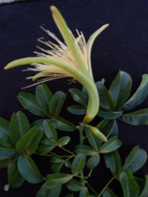 Byrsonima crassifolia