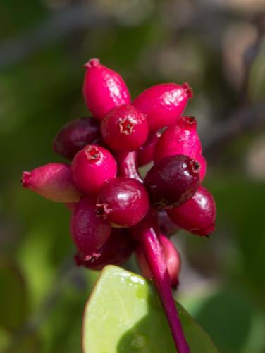 MYRTACEAE 124 