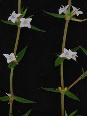 Chiococca alba