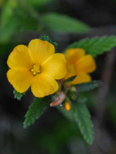 Solanum paniculatum