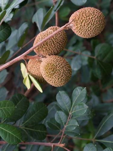 Cecropia