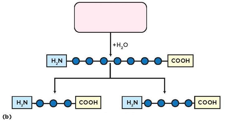 Carboxipeptidase Aminoácido Aminoácido 2 peptídeos menores Peptídeo Figura 2 - Hidrólise por Endopeptidase e Exopeptidase