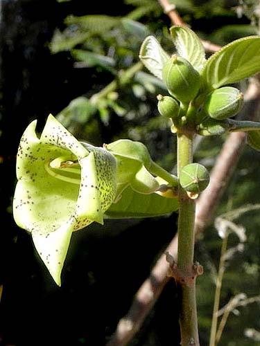 CYPERACEAE 35