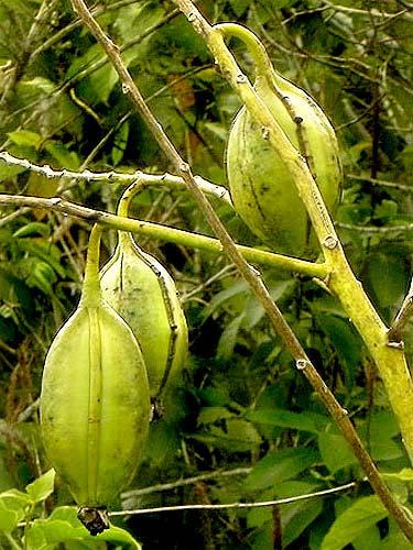 MELASTOMATACEAE