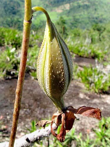 crassipes MALVACEAE