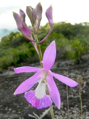 Encyclia