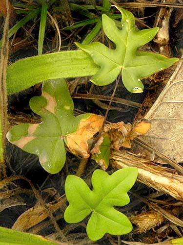 Stachytarpheta