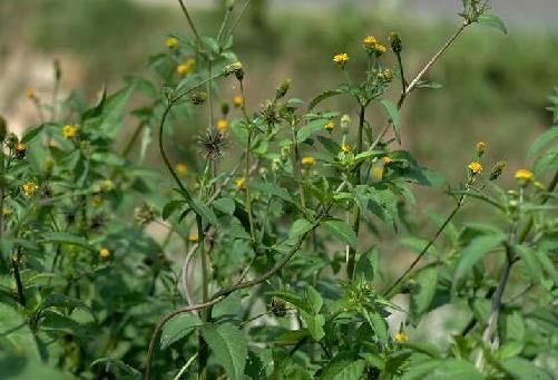 estruturas florais em desenvolvimento permite: -