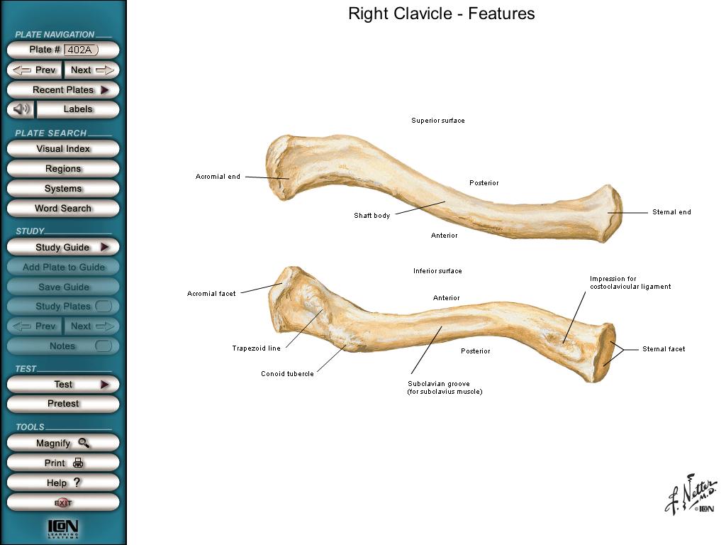 Clavícula Corpo da clavícula Extremidade