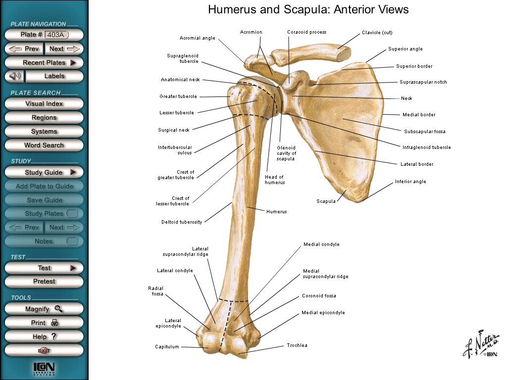 Úmero vista anterior Tubérculo maior Sulco intertubercular