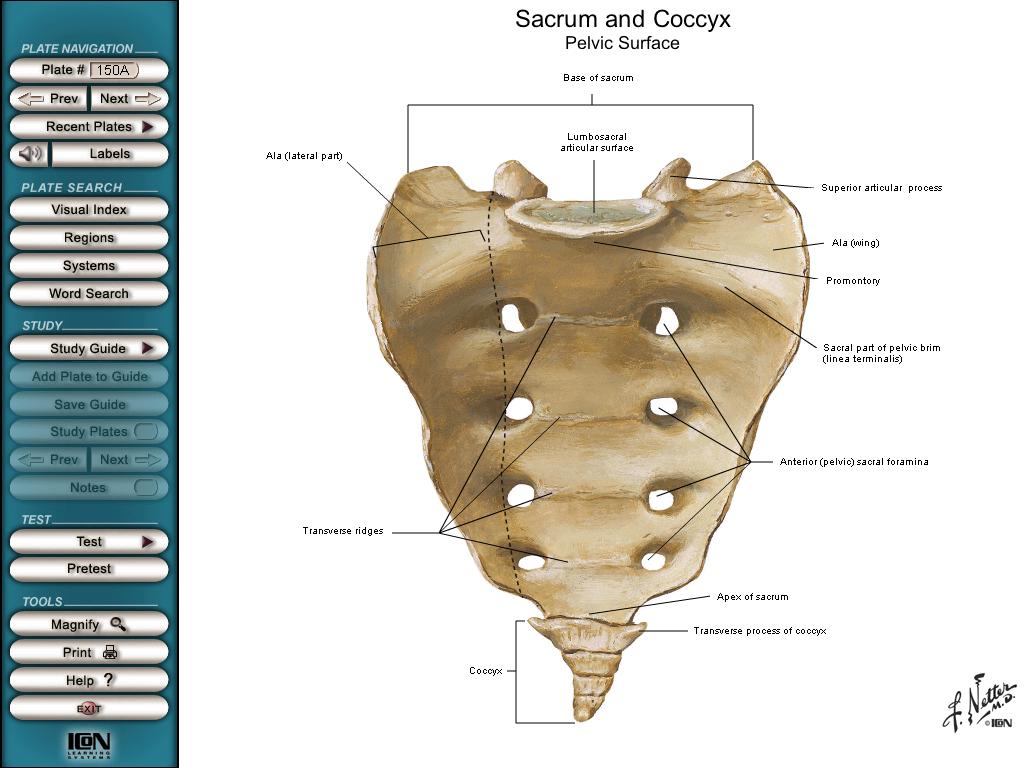 Sacro (SI SV) Arco Base vertebral do sacro Parte lateral Asa do sacro Promontório do sacro Processo articular superior Face