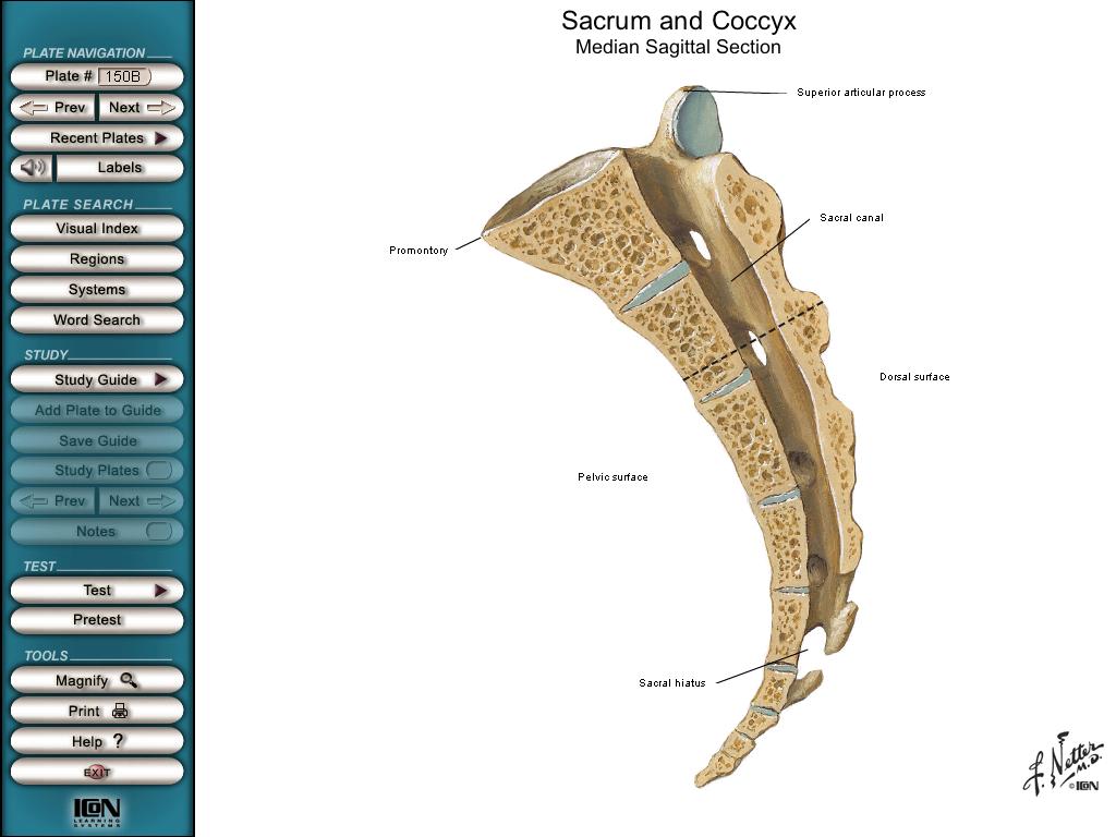 Canal Sacral