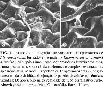 Ambiente e patógeno-hospedeiro Colonização Expressão da fase parasítica do agente patogênico Retirada de