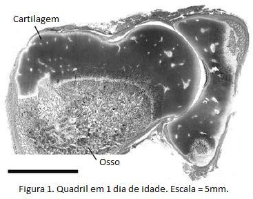 OS 10 FATORES MAIS IMPORTANTES PARA SABER SOBRE DISPLASIA CANINA DE QUADRIL 12/11/2015 By Carol Beuchat PhD A displasia de quadril (ou displasia coxo femoral) é um tema recorrente quando o assunto