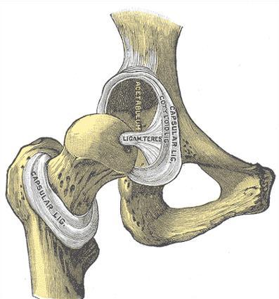 4) A frouxidão articular é a causa primária da displasia de quadril Os filhotes nascem com quadris perfeitos, e, se os quadris não desenvolverem frouxidão articular, o cão não desenvolve displasia de