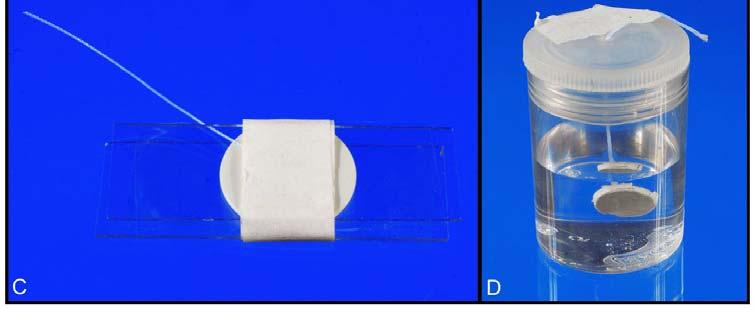 Figura 2- A-Molde preenchido com cimento e fio de nylon; B-Conjunto placa de vidro e molde sendo pressionado manualmente até as placas tocarem uniformemente o molde; C-Fixação do conjunto; D- Imersão