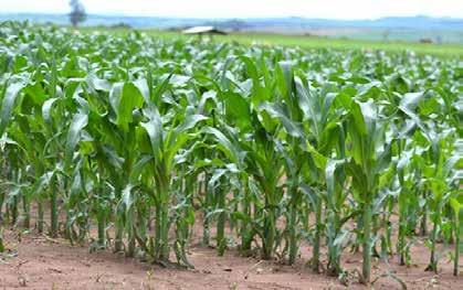 sileira do cereal. O produtor vê, neste momento, boas perspectivas de investir nessa lavoura, sinalizando um crescimento de área em torno de 5,2% em relação ao semeado na safra passada.