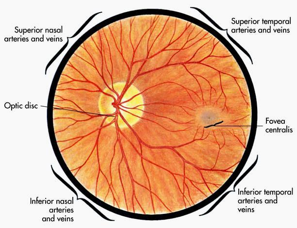 FUNDO OCULAR O fundo ocular é observável através do fundoscópio.
