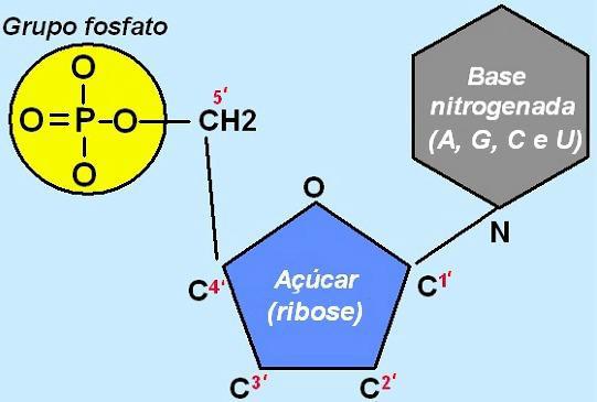 ÁIDS ULÉIS onstituintes: ucleotídeos: formados por três diferentes tipos de moléculas: um açúcar (pentose): desoxirribose no DA e ribose no A.