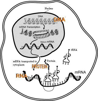 ISTÓI 1957 IK e GAMV Dogma entral da Biologia Molecular DA A PTEÍA Sede da informação Processo comprovado Ácido desoxirribonucléico A biossíntese de proteínas insere-se no dogma central da biologia