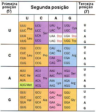 1 códon 3 nucleotídeos no Am código genético "padrão" código é "degenerado": três aminoácidos, Arg, Leu, Ser, tem seis códons; outros tem 3 ou 4