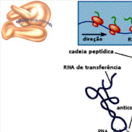 Sítio de ligação ao aminoácido A r São componentes dos ribossomos, organela onde ocorre a síntese protéica.