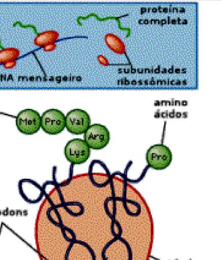 40 AMIÁIDS Existem 20 tipos diferentes de aminoácidos que entram na composição das proteínas dos seres vivos.