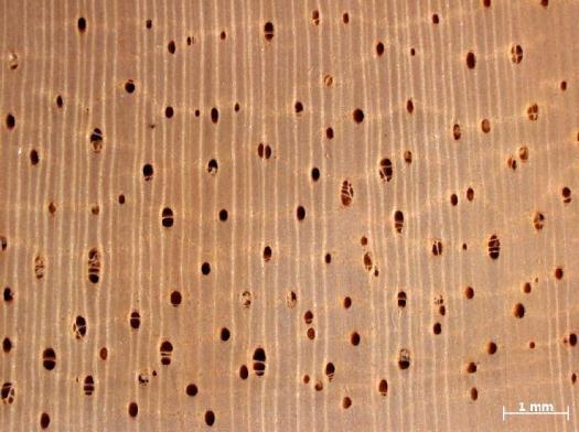 Camadas de crescimento demarcadas por zonas fibrosas escuras. Figura 2 - Característica anatômica da espécie Hymenolobium petraeum Ducke Plano Transversal 3.3 Marupá (Simarouba amara Aubl.
