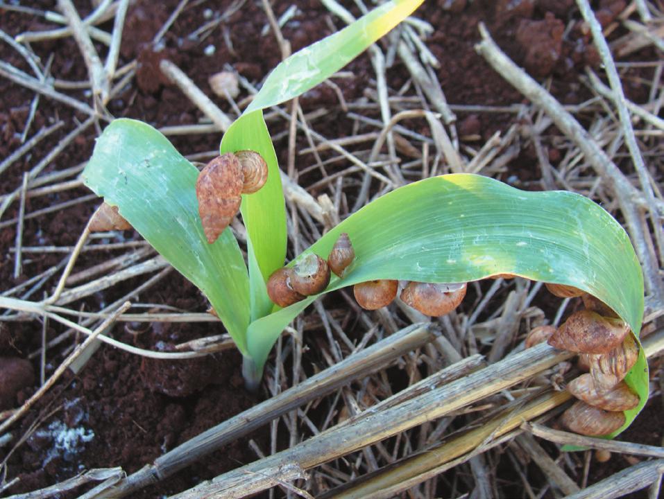 Caracóis Nos últimos anos, elevadas populações de caracóis têm ocorrido em lavouras de soja e milho, pois apresentam abundância de cobertura vegetal sobre o solo.