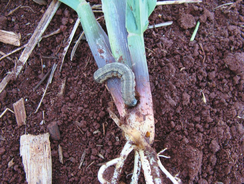 Os danos causados pelas larvas de primeiro ínstar são o consumo do tecido verde de um lado da folha, deixando intacta a epiderme membranosa do outro lado.