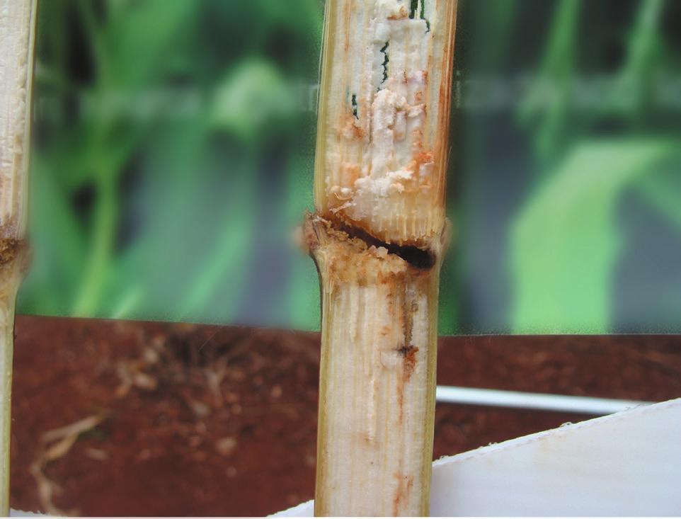As lagartas podem atacar o cartucho de plantas jovens, de modo que lesões superficiais resultam na formação de uma série de furos transversais na lâmina foliar, semelhante ao dano leve causado pelo
