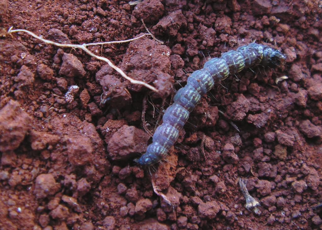 plantas hospedeiras, onde ocorre a eclosão das lagartas.