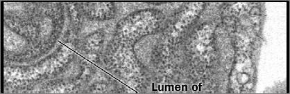 dos ribossomos (livres no citosol ou formando o RER): FUNÇÕES DO RE Suporte mecânico: juntamente com o sistema de microtúbulos e microfilamentos, o RE