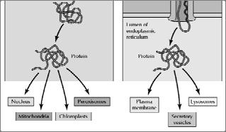 ativo); Síntese de Lipídeos: Asíntesedeácidosgraxosefosfolipídeosocorre no REL; Fluidez da membrana: sistema circulatório para distribuição intracelular