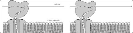 Glicosilação de Proteínas: -Proteínas que vão para o sistema de endomembranas incorporam oligossacarídeos às suas