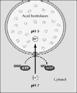 proteína de membrana do Complexo de Golgi; Estrutura & Funções 2) Etapas de adição de monossacarídeos diferentes; 3) Adição de ácido siálico à cadeia.