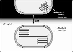 PEROXISSOMOS PLASTÍDEOS Estrutura & Funções PLASTÍDEOS São organelas típicas das células vegetais; Cromoplastos = contêm pigmentos; ORIGEM DO CLOROPLASTO Os cloroplastos se desenvolvem, nas células