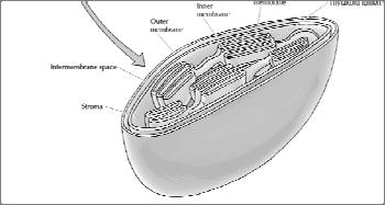 Membrana Externa Membrana Interna - Estroma: região preenchida com material viscoso (proteínas, DNA e RNA); -