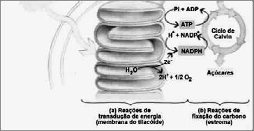 nitrito (NO 2- ) em amônia (NH 3 ), importante para incorporação do nitrogênio em compostos orgânicos; Fotossíntese: