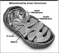 MITOCÔNDRIAS MITOCÔNDRIAS Estrutura & Funções São organelas alongadas que apresentam