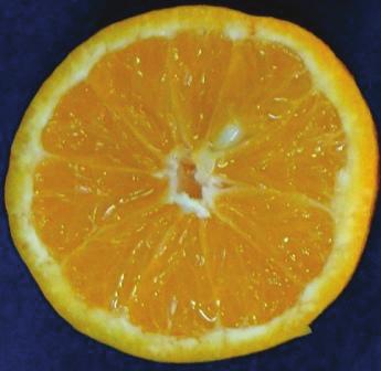 A polinização cruzada determina a formação de sementes em frutos de clementina Nules 91 produzidas por fruto de citros varia em função do grau de viabilidade dos gametas e da compatibilidade entre as