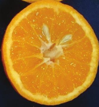 copa de clementina Nules apresentaram reduzido número de sementes, uma vez que estas plantas encontravam-se circundadas por variedades de tangerinas como tangelo Nova e tangor Ortanique e de laranjas