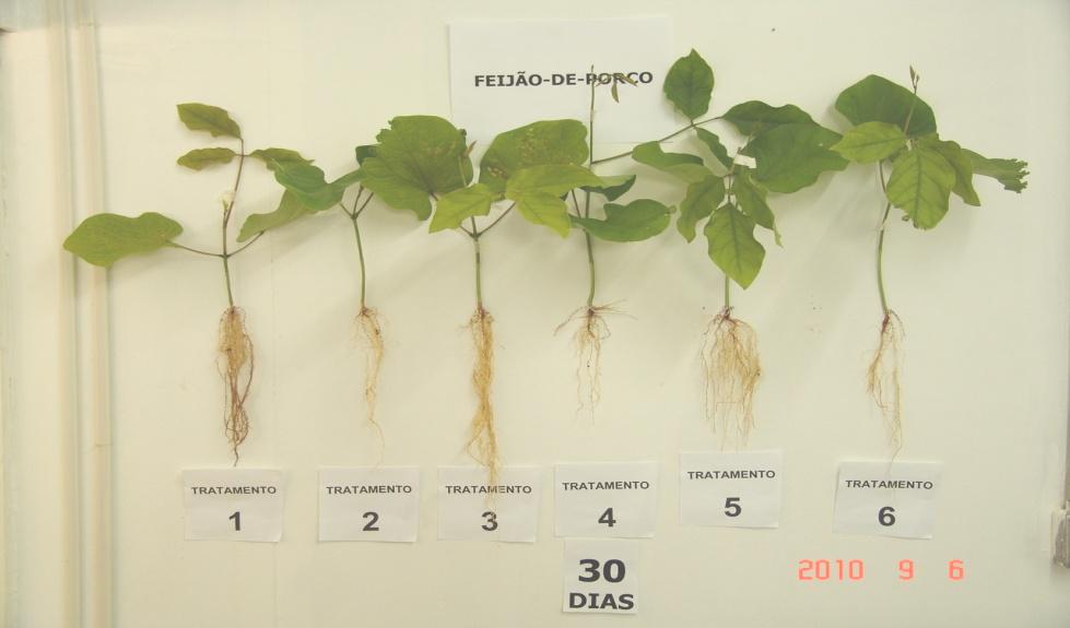 60 trtmntos 1 (Ari), 2 (Solo) 3 (Solo + ri), não prsntrm crscimntos significtivos s plnts os 60 is, o qu nos lv critr qu ição o strco po sr rsponsávl por ss crscimnto (Tl 4).