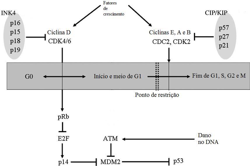 Figura 21 - Ciclo celular. Na figura estão destacadas as funções principais dos fatores atuantes no controle da passagem de G1 para S. Fonte: modificado de Nam, E J; 2008 (56) 12.