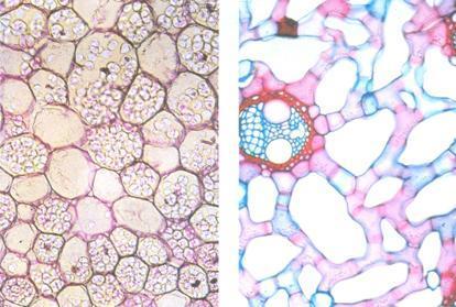 Histologia Vegetal 2) Tecidos vegetais III. o o Parênquima de reserva Possui a função de armazenar substâncias Tipos: a) Amilífero: reserva amido Ex.