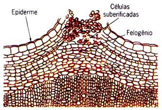 Histologia Vegetal 2) Tecidos vegetais f) Periderme (tecido vivo) Somente em Gimnospermas e