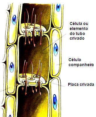 Histologia Vegetal 2) Tecidos vegetais g) Floema ou Líber (tecido vivo) Origem: Procâmbio Função: Conduzir a seiva elaborada (matéria orgânica) produzida pelas folhas para todas as células da planta.