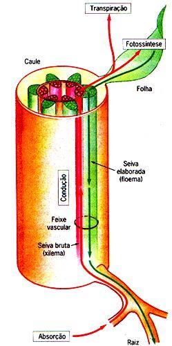 Histologia Vegetal 2)